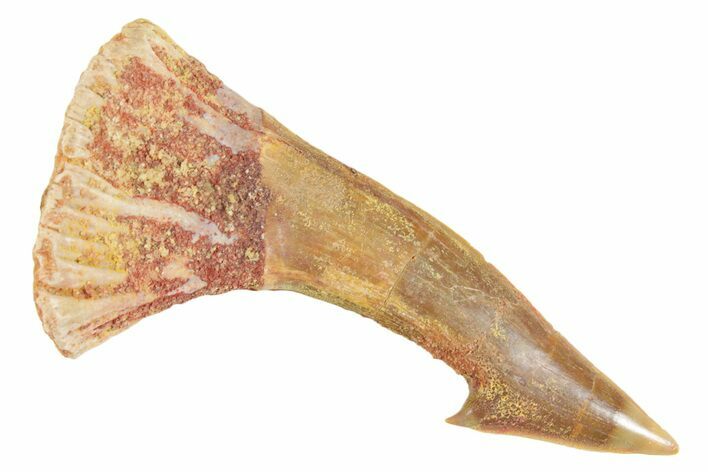 Fossil Sawfish (Onchopristis) Rostral Barb - Morocco #356412